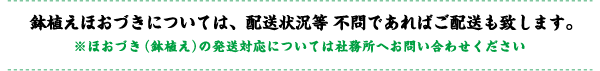鉢植えほおづきについては、配送状況等 不問であればご配送も致します。
